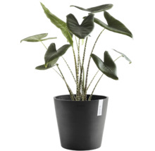 Inomhusväxt Alocasia Zebrina med randiga stjälkar i en rund antracitfärgad Ecopots blomkruka.