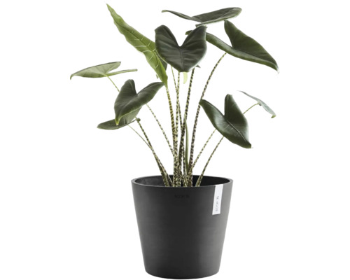 Inomhusväxt Alocasia Zebrina med randiga stjälkar i en rund antracitfärgad Ecopots blomkruka.