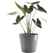 Alocasia Zebrina inomhusväxt med randiga stjälkar och stora blad i en grå Ecopots blomkruka.
