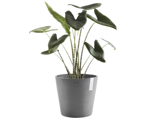 Alocasia Zebrina inomhusväxt med randiga stjälkar och stora blad i en grå Ecopots blomkruka.