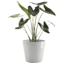 Alocasia Zebrina krukväxt med randiga stjälkar i en grå Ecopots blomkruka.