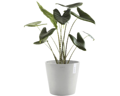 Alocasia Zebrina krukväxt med randiga stjälkar i en grå Ecopots blomkruka.