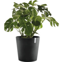 Monstera deliciosa i en svart plastkruka, en krukväxt med stora, djupt flikiga gröna blad.