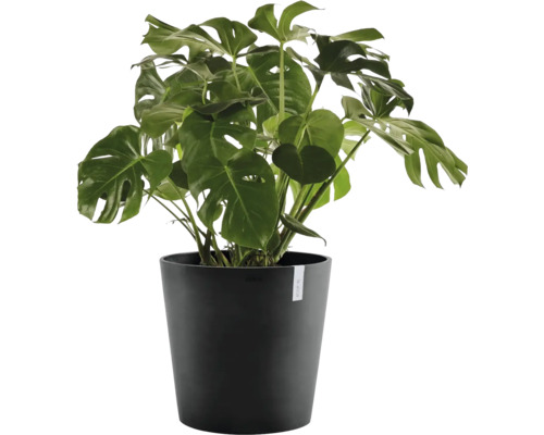 Monstera deliciosa i en svart plastkruka, en krukväxt med stora, djupt flikiga gröna blad.