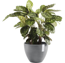 Calathea inomhusväxt i en grå rund plastkruka från Ecopots.