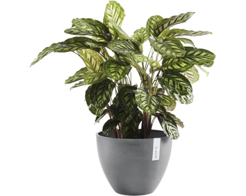 Calathea inomhusväxt i en grå rund plastkruka från Ecopots.