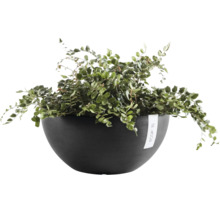 Grön krukväxt i en mörkgrå planteringsskål från Ecopots.