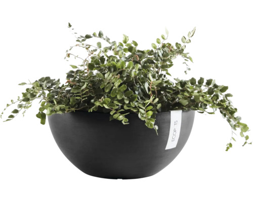 Grön krukväxt i en mörkgrå planteringsskål från Ecopots.