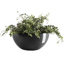 Ecopots växtskål med en grön ormbunke