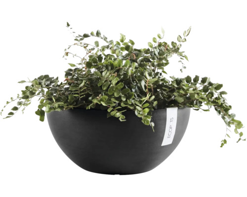 Ecopots växtskål med en grön ormbunke