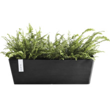 Rektangulär svart Ecopots planteringslåda med gröna ormbunkar.