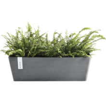 Antracitgrå rektangulär Ecopots blomlåda av återvunnen plast med gröna ormbunkar.