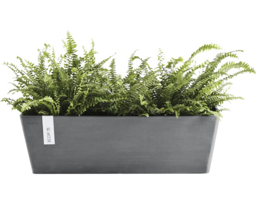 Antracitgrå rektangulär Ecopots blomlåda av återvunnen plast med gröna ormbunkar.