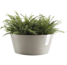 Ormbunke i en rund grå blomkruka från Ecopots.