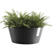 Antracitgrå Ecopots planteringsskål i plast med grön ormbunke.