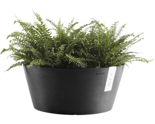 Antracitgrå Ecopots planteringsskål i plast med grön ormbunke.