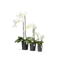 Tre vita Phalaenopsis-orkidéer i olika storlekar i svarta plastkrukor.