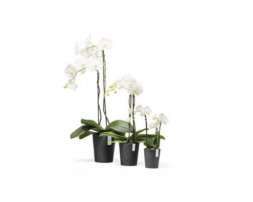 Tre vita Phalaenopsis-orkidéer i olika storlekar i svarta plastkrukor.