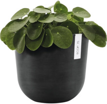 Krukväxt Pilea peperomioides i en rund mörk Ecopots blomkruka med matt yta.