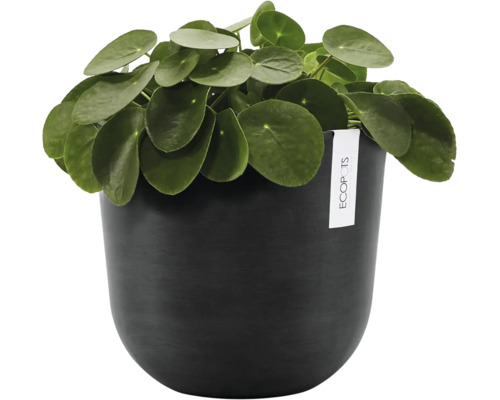 Krukväxt Pilea peperomioides i en rund mörk Ecopots blomkruka med matt yta.