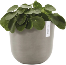 Krukväxt Pilea peperomioides i en rund Ecopots blomkruka.