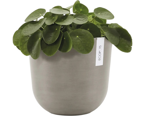 Krukväxt Pilea peperomioides i en rund Ecopots blomkruka.