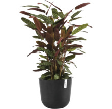 Krukväxt Calathea setosa i svart Ecopots blomkruka med karaktäristiskt mönstrade blad.