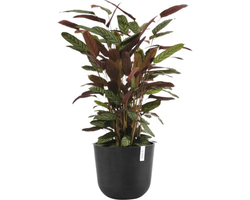Krukväxt Calathea setosa i svart Ecopots blomkruka med karaktäristiskt mönstrade blad.