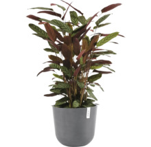 Inomhusväxt Calathea med strimmiga blad i en grå rund blomkruka med Ecopots Logo.