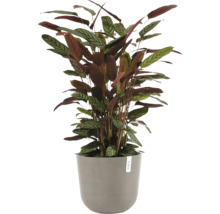 Inomhusväxt Calathea med mönstrade blad i grå ytterkruka.