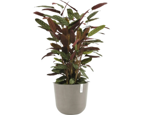 Inomhusväxt Calathea med mönstrade blad i grå ytterkruka.