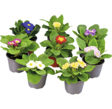 Diverse primula blommor i krukor