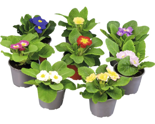 Jordviva Primula vulgaris Diverse primula blommor i krukor