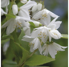 Deutzia med vita blommor