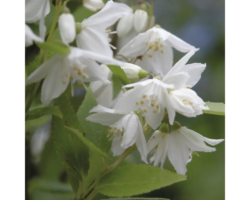 Deutzia med vita blommor