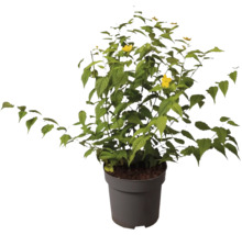 Buske med gröna blad och gula blommor i en kruka