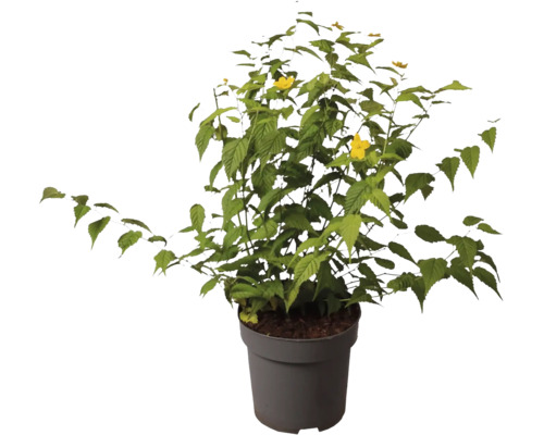 Buske med gröna blad och gula blommor i en kruka