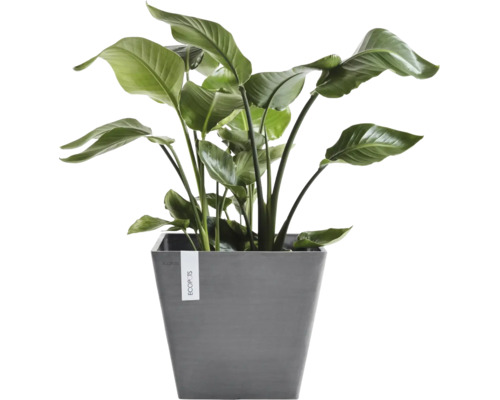 Strelitzia rumsväxt i en grå kvadratisk Ecopots-kruka.