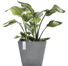 Krukväxt Strelitzia i en grå, fyrkantig Ecopots-ytterkruka med stora gröna blad.