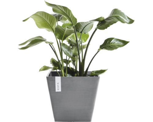 Krukväxt Strelitzia i en grå, fyrkantig Ecopots-ytterkruka med stora gröna blad.