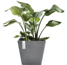 Grön Strelitzia inomhusväxt i en grå kvadratisk Ecopots kruka.