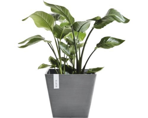 Grön Strelitzia inomhusväxt i en grå kvadratisk Ecopots kruka.