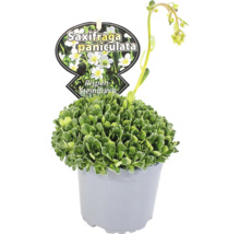 Vit fjällbräcka i kruka