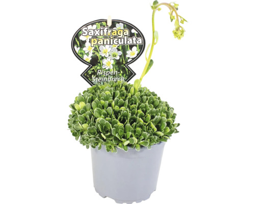 Vit fjällbräcka i kruka