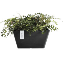 Grön växt i en mörk, rektangulär kruka med ECOPOTS Logo.