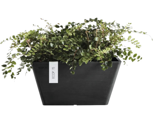 Grön växt i en mörk, rektangulär kruka med ECOPOTS Logo.