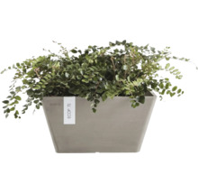 Grön inomhusväxt i en grå rektangulär ytterkruka från Ecopots.