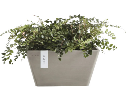 Grön inomhusväxt i en grå rektangulär ytterkruka från Ecopots.