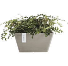 Växt i en rektangulär planteringslåda från Ecopots.