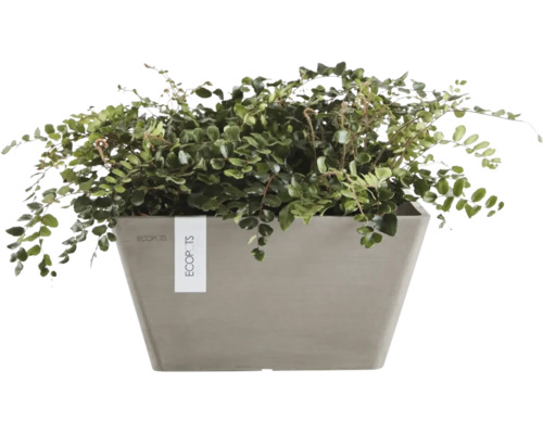 Växt i en rektangulär planteringslåda från Ecopots.